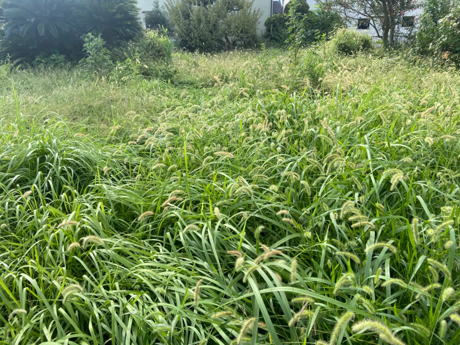 草刈り　除草剤使用【野田市、流山市、春日部市】